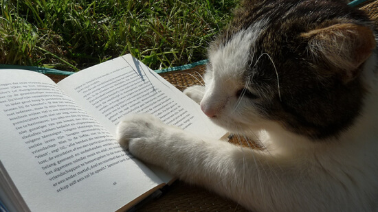 猫の読書 - 電子書籍の読書の期待値とは？
